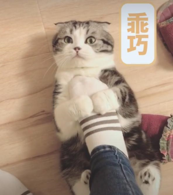 回家一看猫咪躺地上,主人好奇伸脚踩肚子,下一秒准备去医院!|猫咪|主人