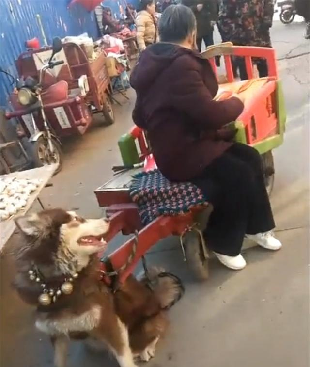 阿拉斯加犬拉三轮车乱跑，把三轮车拉到沟里，狗拉车我在行……