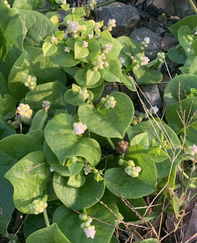 一首《木耳菜,窥其别名,识其特点|木耳菜|别名|落葵_新浪新闻