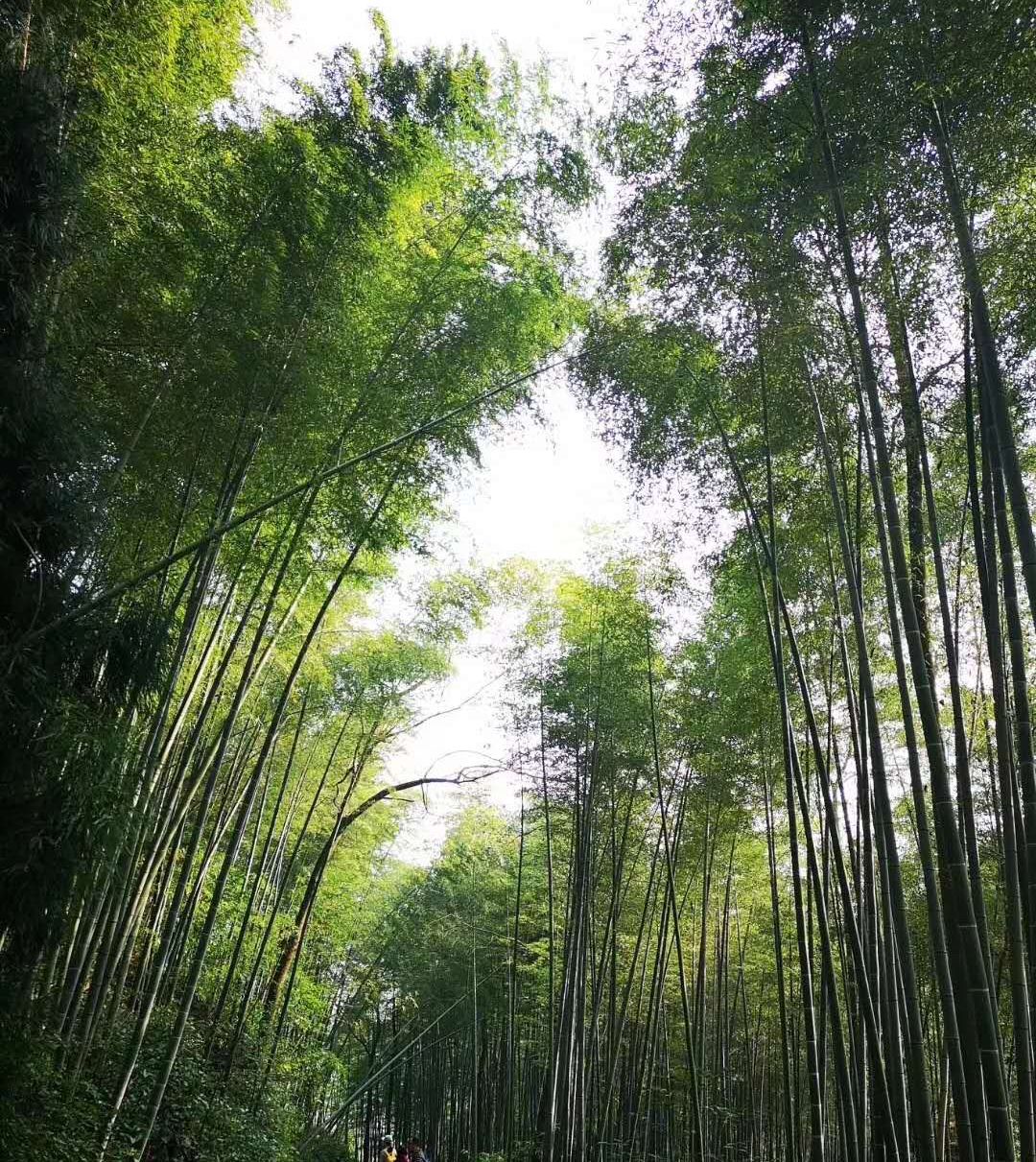 健康部门警告，绵竹哪里按摩是歪的？2025年实测避坑指南，省下80%冤枉钱，附合法店铺推荐清单