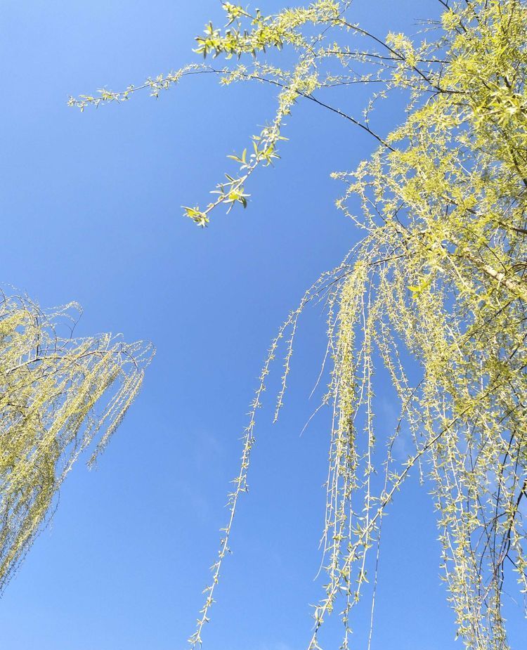 柳絮什么飞成语_成语故事简笔画(4)