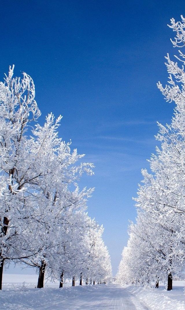 超美雪景手机屏保 壁纸 辽宁不下雪 只能看美景已解相思之情 屏保 雪景 壁纸 新浪新闻