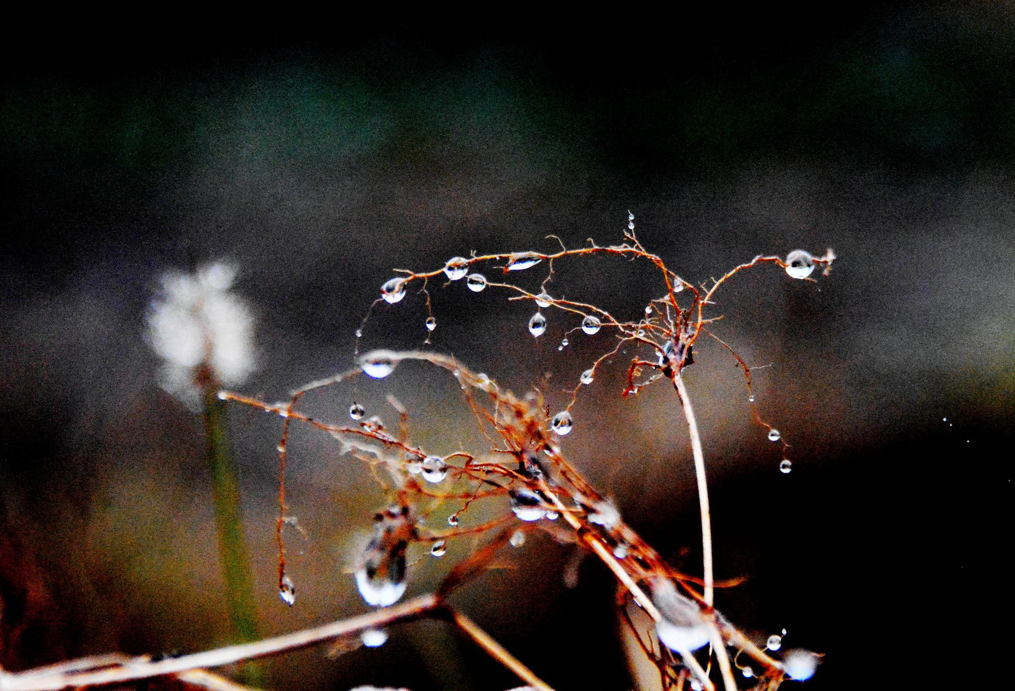 一场淅淅沥沥的冬雨,告别深秋的十一月,迎来冬日的十二月.