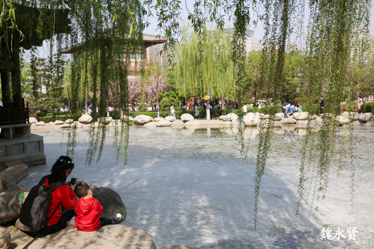 南京玄武湖的春天美成了一幅画，不仅有碧波荡漾的城内湖水……__财经头条