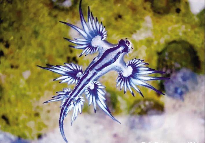 最稀有的3种生物,鸡冠多角海蛞蝓,海樽,