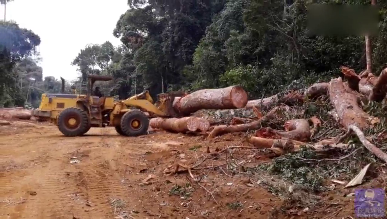 轮式装载机给卡车装原木，木头太沉考验驾驶技术