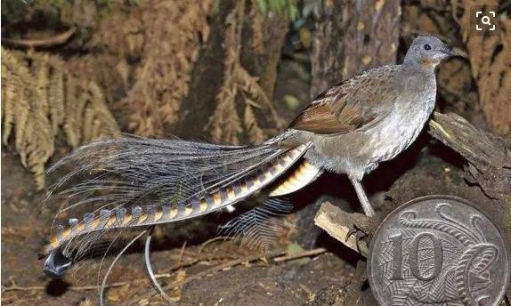 琴鸟求偶行为揭秘 琴鸟为什么叫这个名字