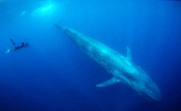 史上最凶残的鲸鱼，伊西斯龙王鲸，三千万年前曾称霸海洋！