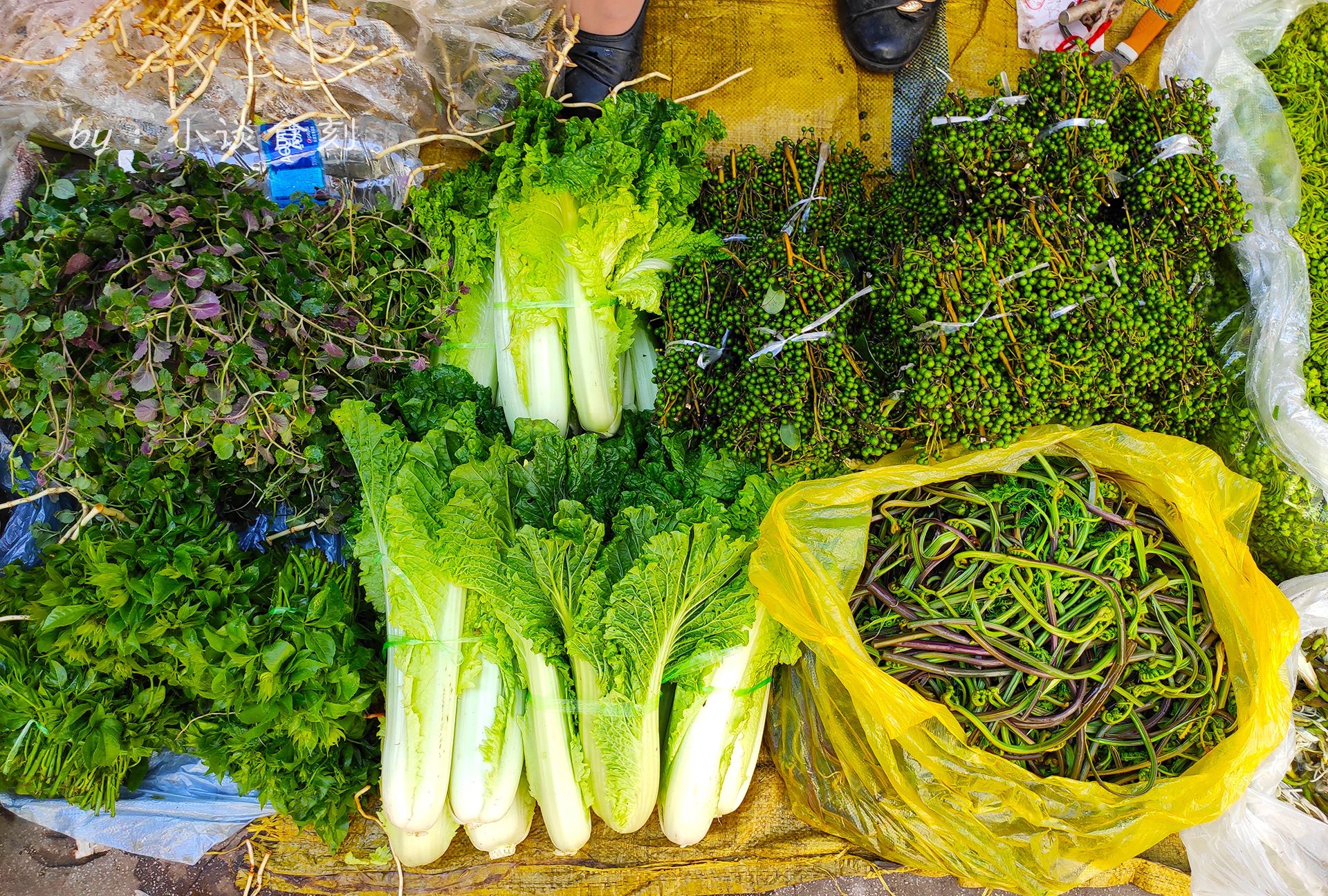 这些野菜正当食，“五一”来大理品尝最浓烈的春天味道！——中国菏泽网