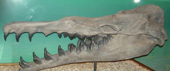 史上最凶残的鲸鱼，伊西斯龙王鲸，三千万年前曾称霸海洋！