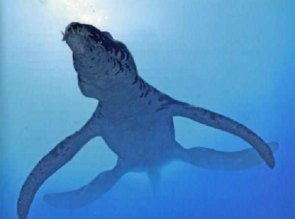 史上最凶残的鲸鱼，伊西斯龙王鲸，三千万年前曾称霸海洋！