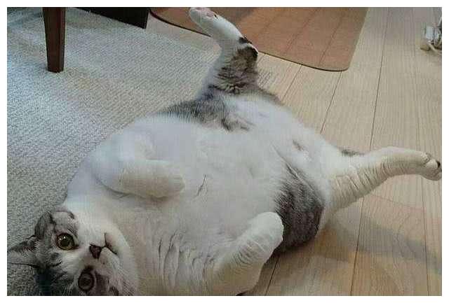 胖猫分2种,真胖和虚胖,虚胖不健康,您家猫是哪种胖?