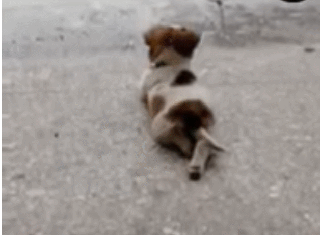 网友秦天将短片转传至「有点毛毛的」如果,po文表示「享受雨天的狗狗