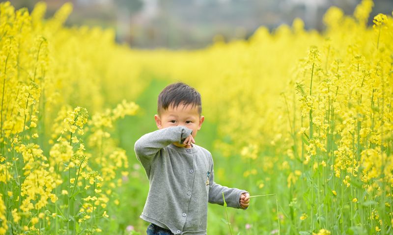 儿童急走追黄蝶,飞入菜花无处寻