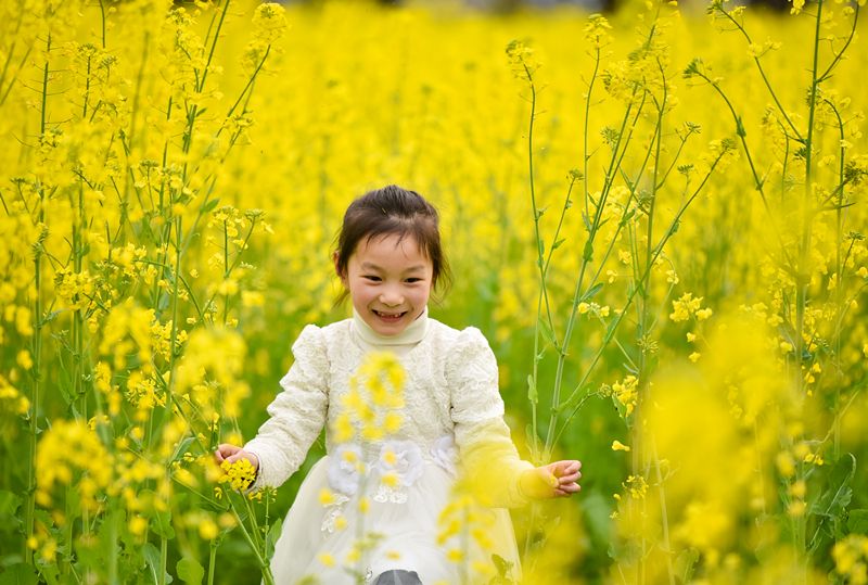 儿童急走追黄蝶,飞入菜花无处寻