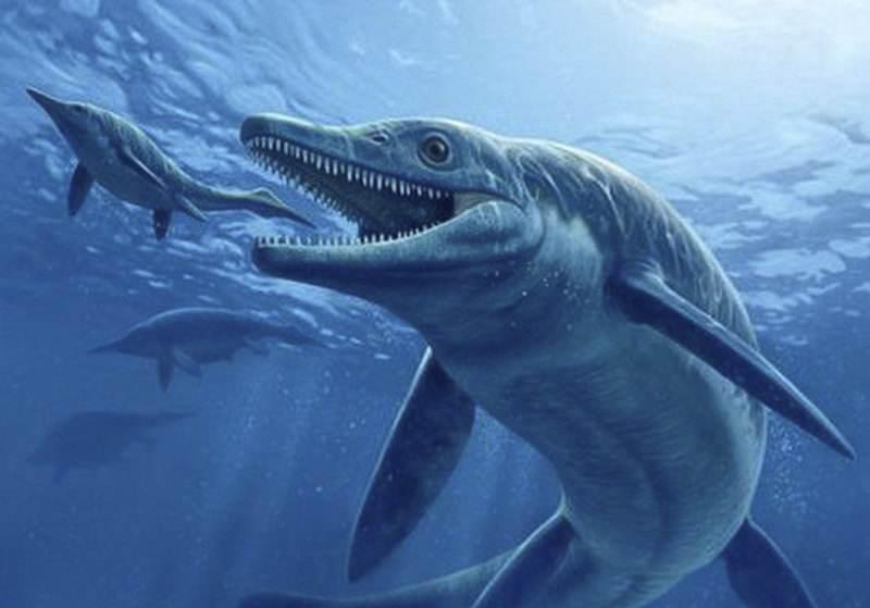 史上最凶残的鲸鱼，伊西斯龙王鲸，三千万年前曾称霸海洋！