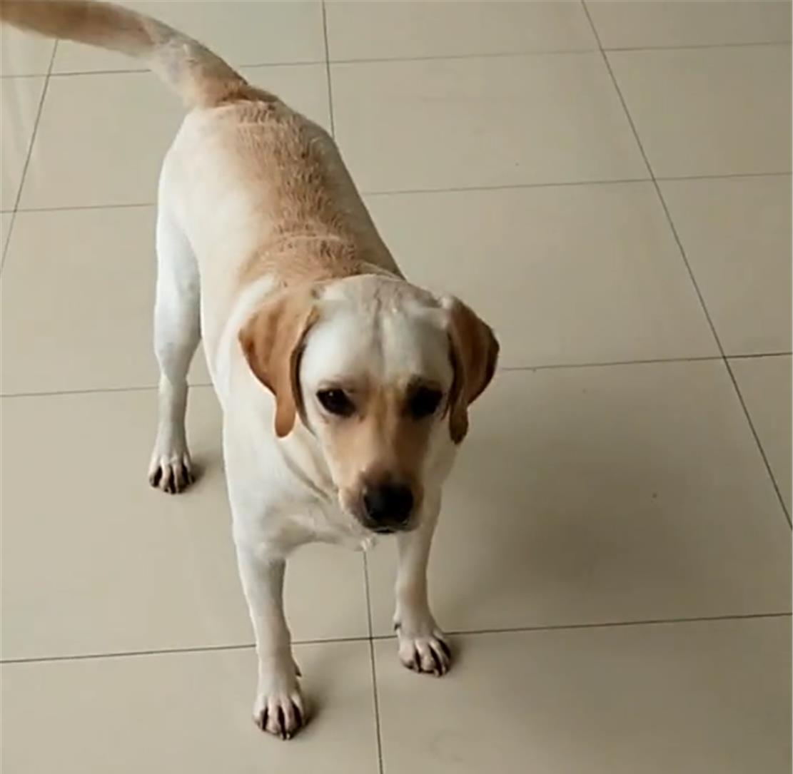 主人健身房减肥，把运动手环绑在狗腿上，狗:别忘了答应我的烤肠