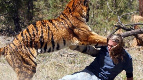 凶猛的老虎一直让人们心中恐怖的来源,当你在野外遭遇老虎的攻击伤亡