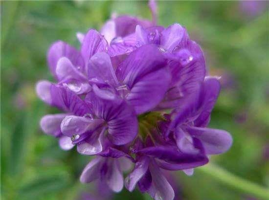 喜欢菊花 不如养盆 花中珍品 紫花苜蓿 花开艳丽迷人 绚丽多 珍品 菊花 花开 新浪新闻