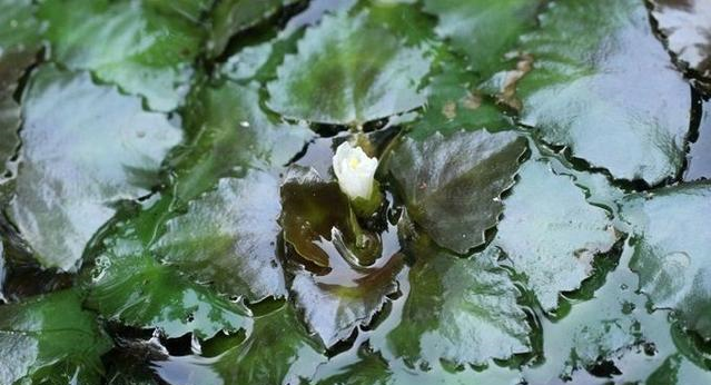 国家Ⅱ级濒危珍稀植物四角刻叶菱细果野菱