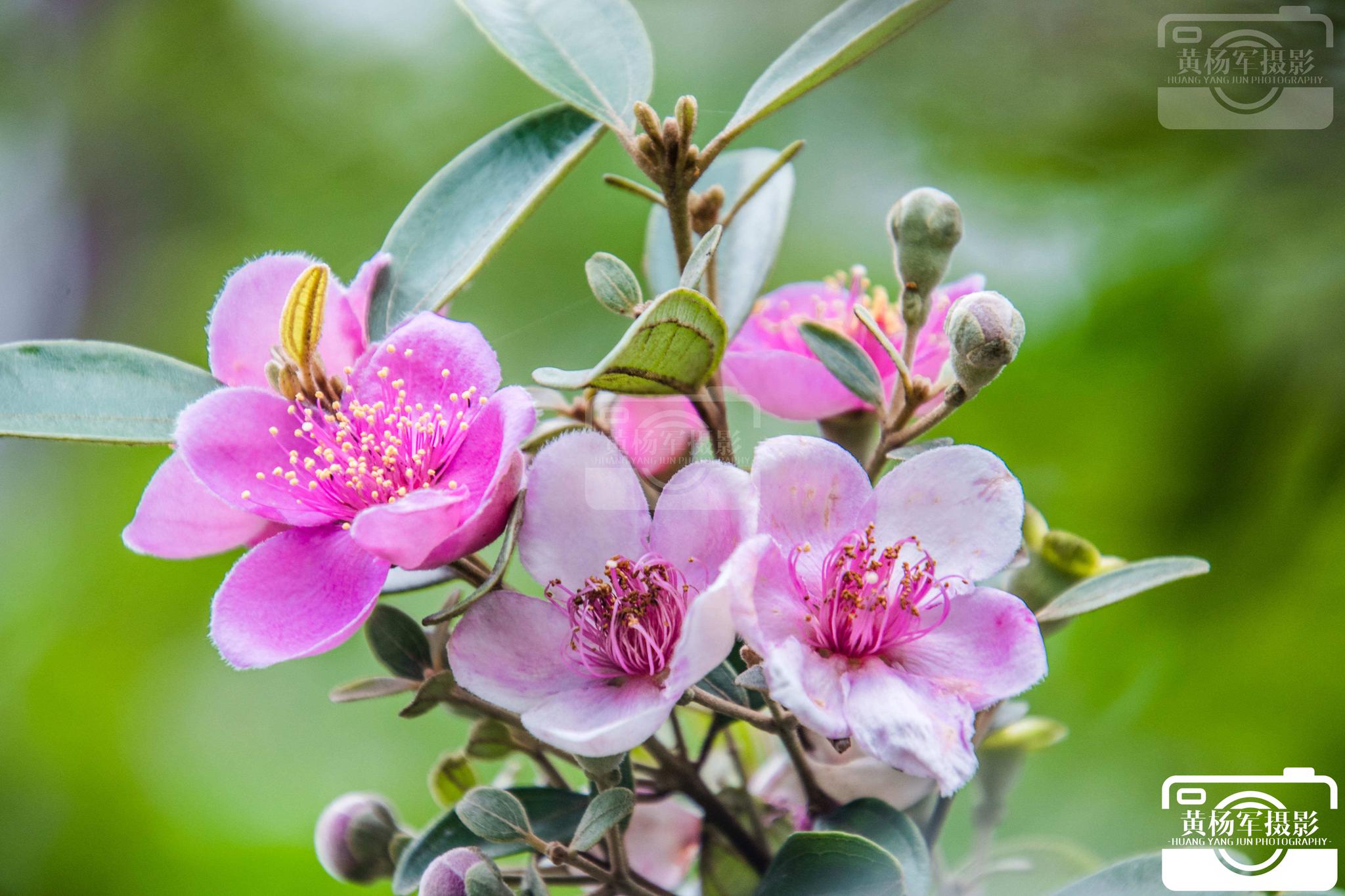 桃金娘花在山间开的清新又美丽|桃金娘|植物|淡紫色_新浪新闻