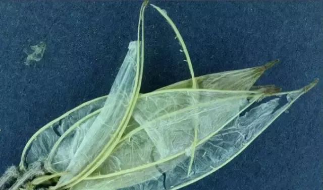 犹如蝉翼般的植物,被称为"大地翅膀"