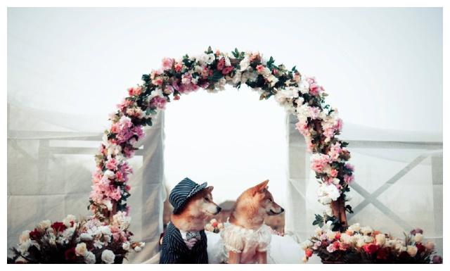 郑爽张恒转发狗狗结婚照疑好事将近,结婚感言