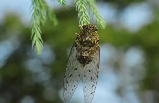 犹如蝉翼般的植物,被称为"大地翅膀"