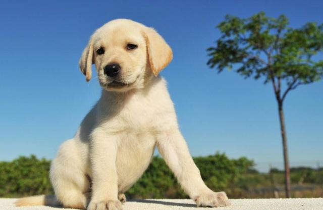 养狗带来了什么改变网友你需要的情感都可以从