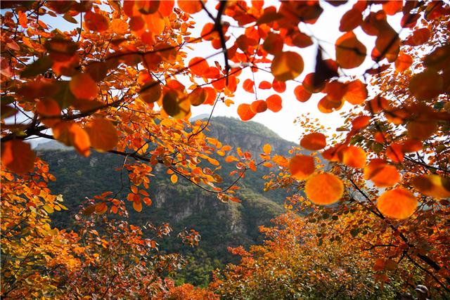 秋天赏红叶,北京房山坡峰岭已经进入最佳观赏期