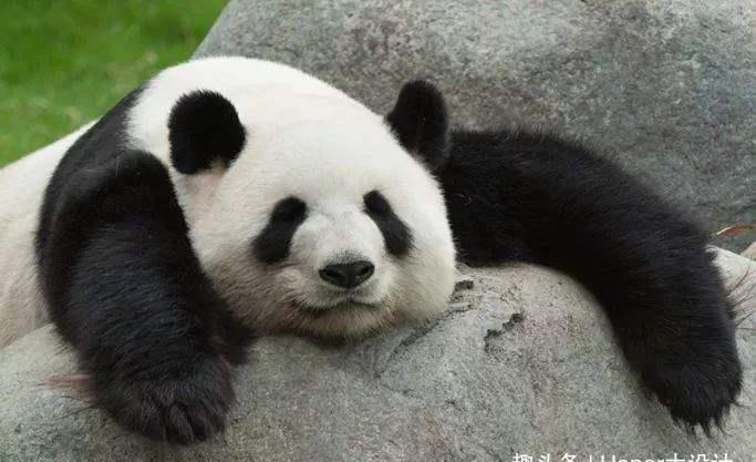 世界上最稀有的3种动物,大熊猫榜上有名,外表呆萌可爱