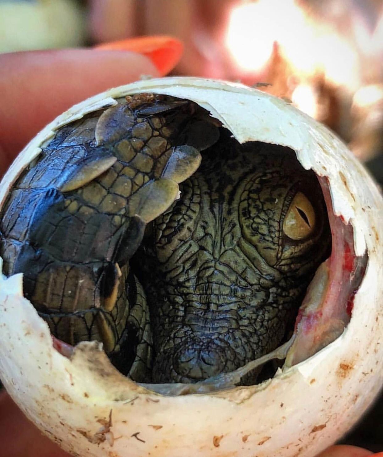 自然生存法则 一不留神,你就是别人的晚餐