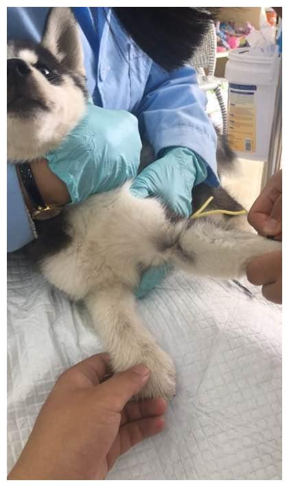 二哈浑身抽搐还哇哇直叫,主人连忙送医,结果打针时狗狗表情亮了