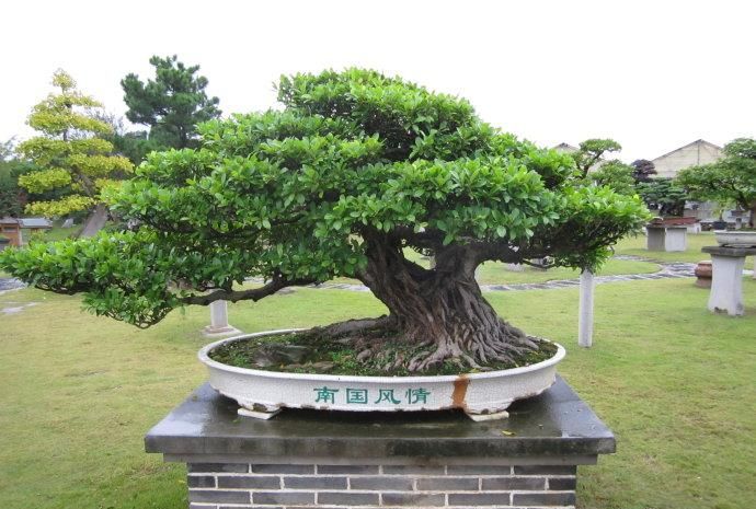国内最贵的五个绿植,盆景都非常漂亮,一起来看看吧