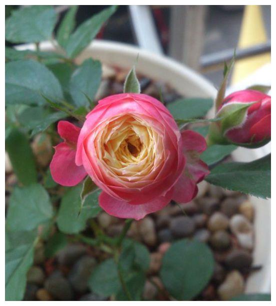月季品种"浪漫比克"单朵花期长达20天,开花性好!