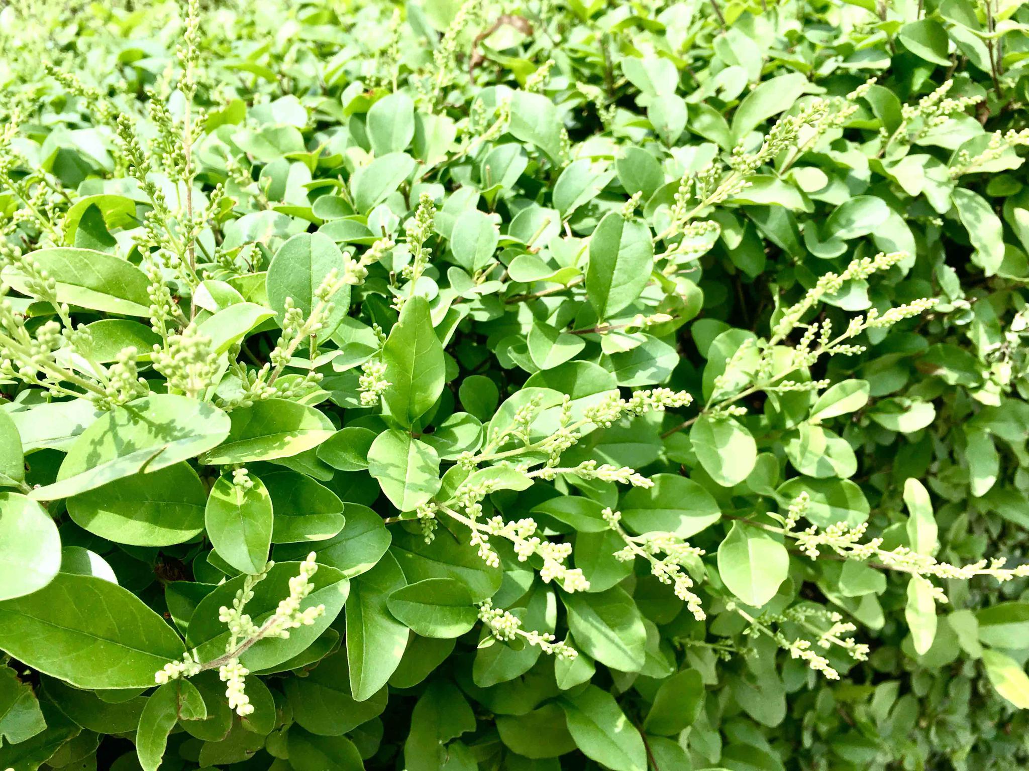 小叶女贞,花有点香小叶女贞,花有点香小叶女贞,花有点香小叶女贞,花有