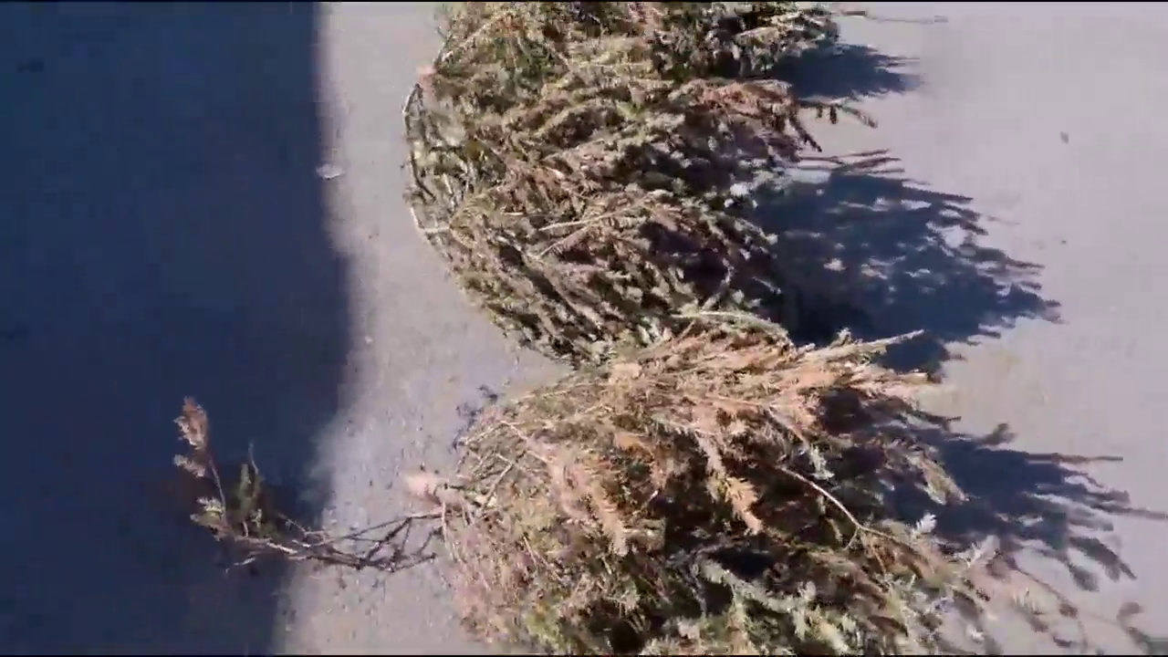 跑车的排气有多猛？圣诞树烧起来的一刻我被震撼了！