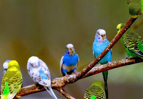 最适合家养的3种鸟,文鸟榜上有名,聪明伶俐又可爱!
