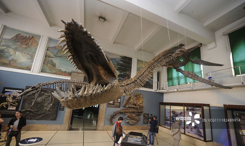 阿根廷博物馆展出巨型蛇颈龙骨架