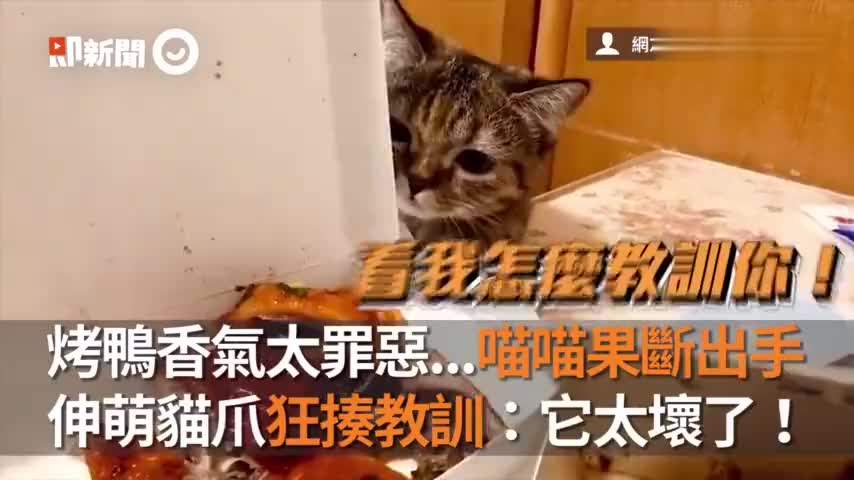 烤鸭香气太罪恶 喵喵果断出手　伸萌猫爪狂揍教训它太坏了