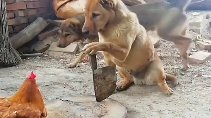 打鸡骂狗 新浪（移动端）