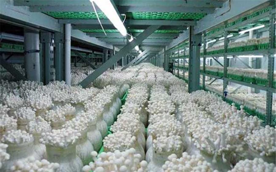 培育金针菇,想要获得高的产量,在生长期间需要满足这四个条件
