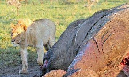 7只狮子突然出现,鬣狗吓得躲进大象尸体里!