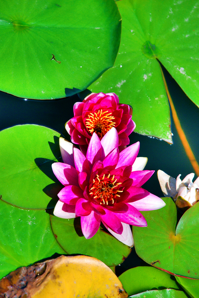 广发科创50ETF(588060)已接连3日取得资金净申购区间净流入额307亿元