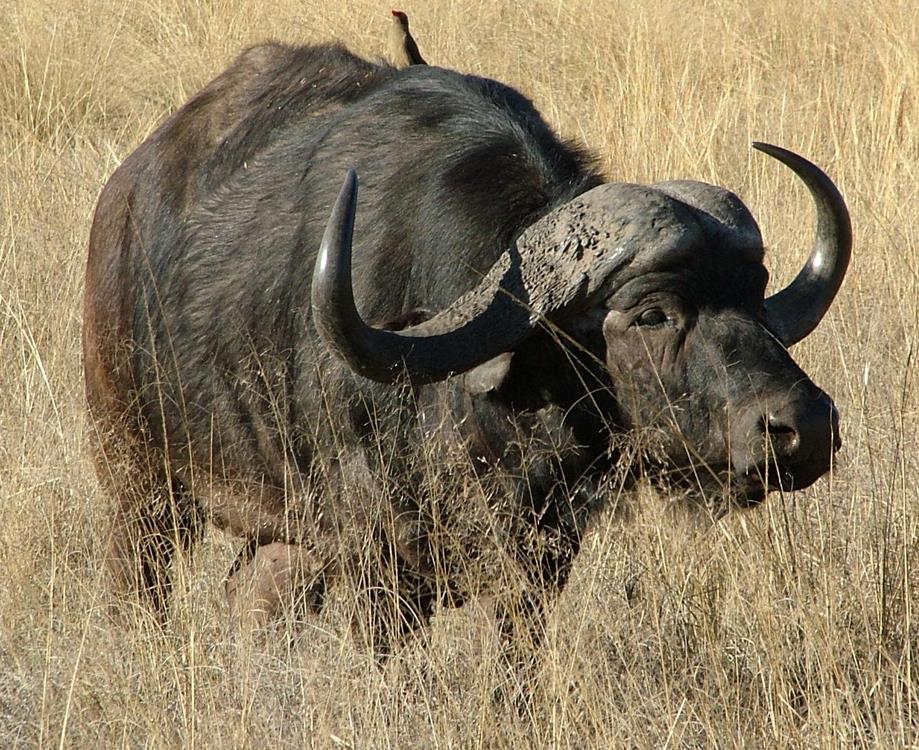 呆萌可爱的水牛,为何却成了非洲最可怕的动物?