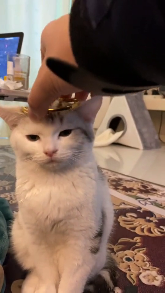 带上金箍以后,你就不能娶猫媳妇了,猫咪表情亮了