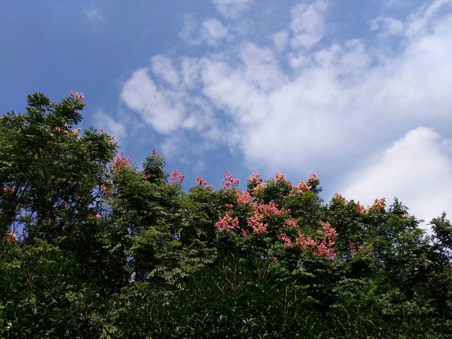 农村大叔的养鸡场里的鸡经常少, 后来终于逮到了特殊的小偷