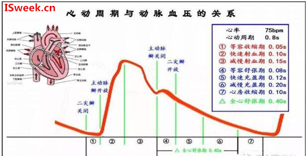 测量动脉血压的原理是什么_肱动脉测量血压图片