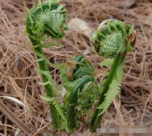 这种植物叶子全是黄毛,人称"猴腿菜"过去是野菜,如今很珍贵