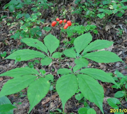 种一盆人参花 既漂亮又是名贵药材 用来做花茶 保健